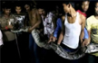 20-foot Python Rescued after trying to swallow a Goat in west Bengal